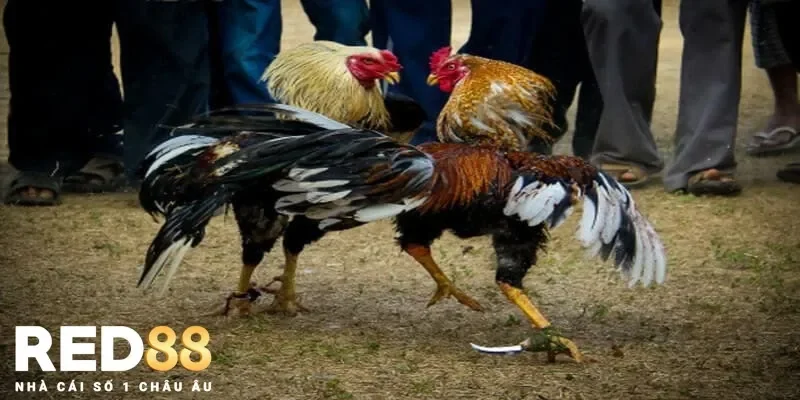 Bệnh Đường Ruột Ở Gà Và Cách Phòng Ngừa Hiệu Quả