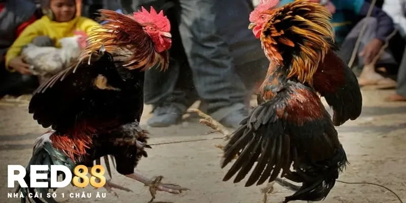 Cách phân tích và đánh giá những trận đá gà cựa sắt kinh điển