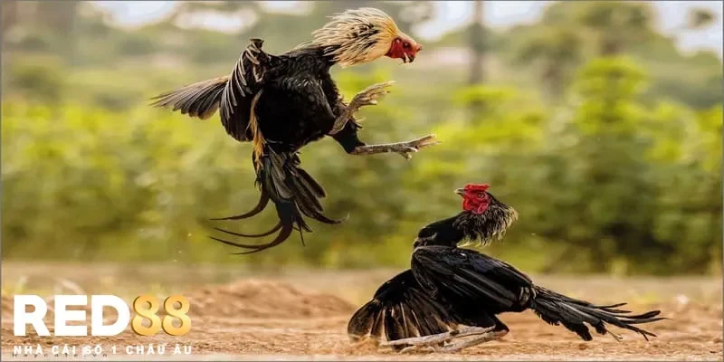 Đá gà hợp pháp có những ưu điểm gì so với các hình thức khác