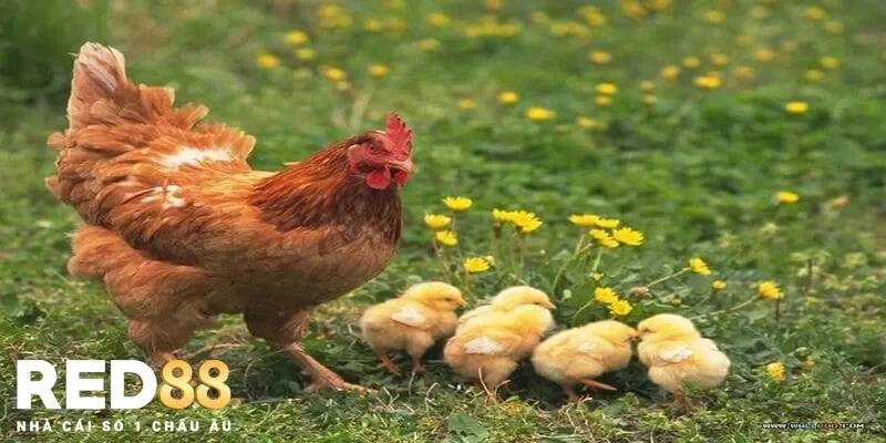 Giải mã giấc mơ nằm mơ thấy đá gà và ý nghĩa thú vị đằng sau đó