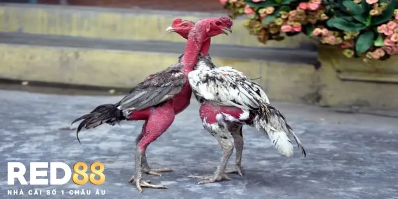 Kỹ thuật nuôi gà chọi khỏe mạnh và sẵn sàng cho trận đấu