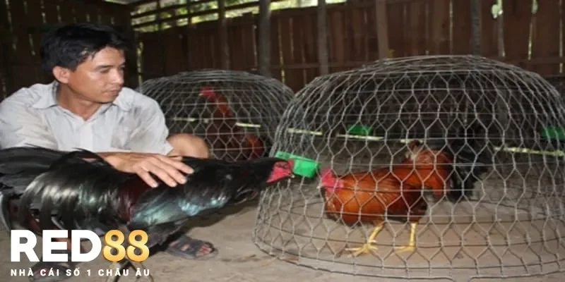 Kỹ Thuật Nuôi Gà Chọi Hiệu Quả Cho Người Mới Bắt Đầu