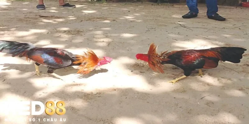 Lý do bệnh đường ruột ở gà thường xuyên xảy ra và cách phòng ngừa