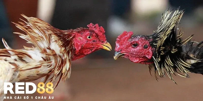 Lý do đá gà hợp pháp là lựa chọn an toàn cho người chơi