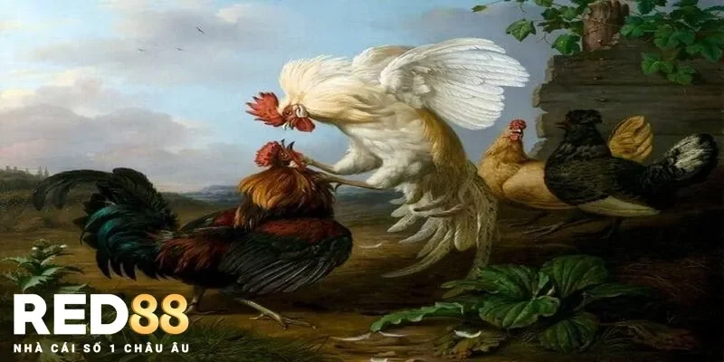 Giải Mã Nằm Mơ Thấy Đá Gà Có Điềm Báo Gì Đầy Thú Vị