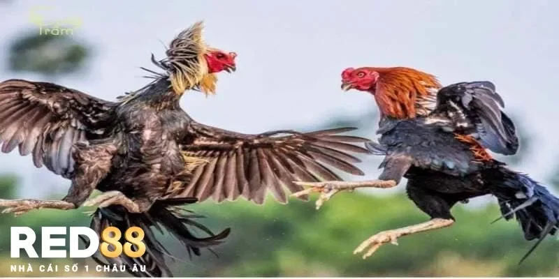 Những điềm báo bất ngờ từ giấc mơ nằm mơ thấy đá gà