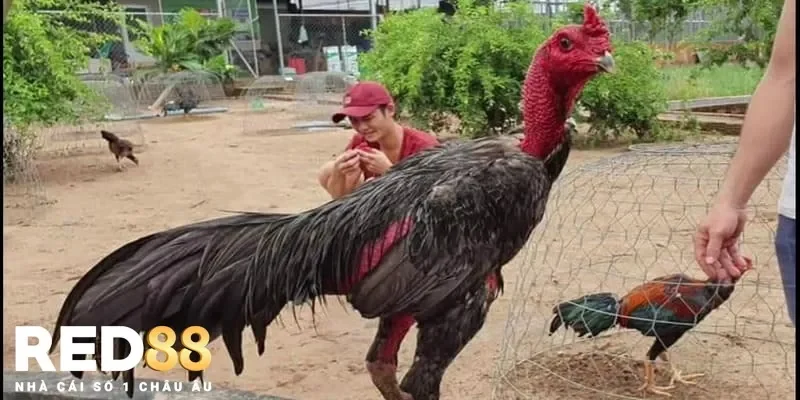 Những lưu ý quan trọng để tránh tác dụng ngược khi dùng thuốc gà đá energen