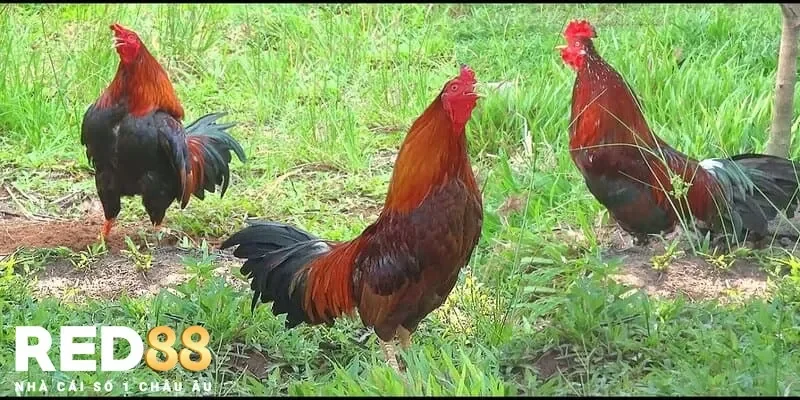 Phân biệt tiếng gà gáy để hiểu rõ tâm trạng và sức khỏe của gà