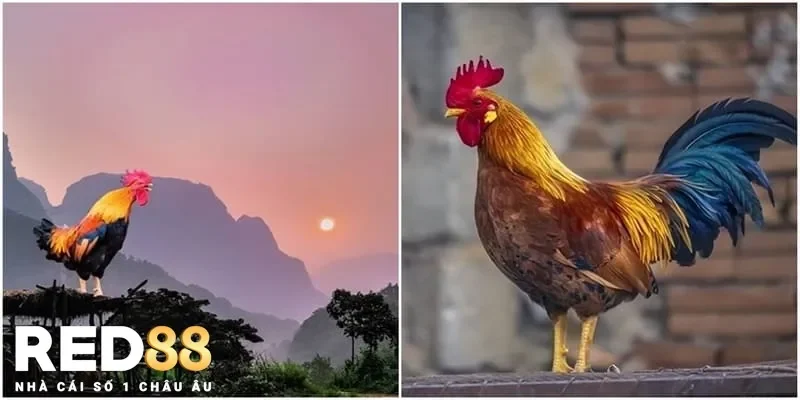 Phân Biệt Tiếng Gà Gáy Và Ý Nghĩa Trong Nuôi Gà Chọi