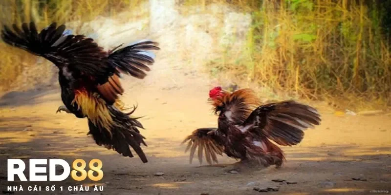 Sự khác biệt giữa đá gà nòi trực tiếp và các thể loại khác