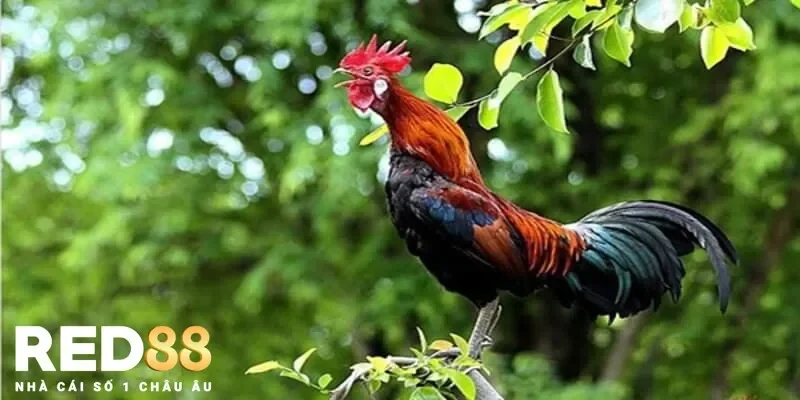 Thuốc gà đá Energen giúp tăng sức bền và tốc độ cho gà chiến