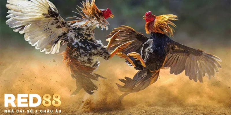 Trải nghiệm đá gà hợp pháp mà không phải lo ngại pháp lý