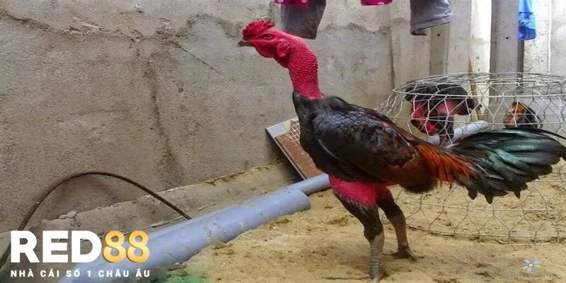 Xây dựng chế độ nghỉ ngơi hợp lý nâng cao kỹ thuật nuôi gà chọi